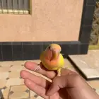 طير روز لاتينو اليف جدا هدد داخلي وخارجي عيون حمرا