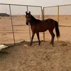 حصان غير معسوف