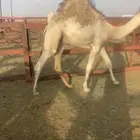 قعود مسكت من فوق الكفوا مسحوب من علي امه