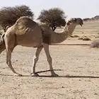 فحل باتلي للبيع