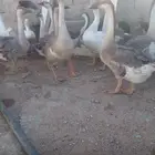 وز عراقي اصل