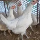 فرصة ذهبية دجاج فيومي المنيوم