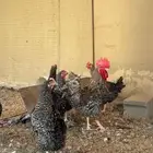 مطلوب نفس دجاج وديك