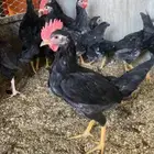 ديوك عربي مكاحيل