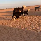 نعجه تحته خرفان اثنين
