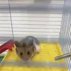 هامستر سوري