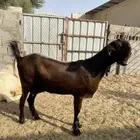 سوق المواشي الاحساء