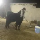 سوق المواشي الاحساء