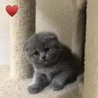 كيتن سكوتش دبل فولد