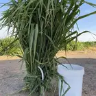 اعلاف وشتلات بونيكام اسباني سوبرموباسا حزم خضراء