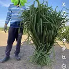 علف اعلاف وشتلات بونيكام اسباني