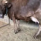 بقرة منيحة