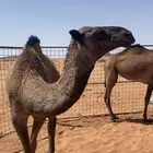 بكار مقنوي حقايق امهاتهن طيبات بالحليب