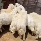 طليان حريه تم البيع