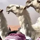 قروب لبيع وشراء الإبل ف الغربيه.