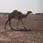 عشرا وضحاء طيبة