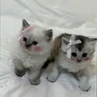 قطط للبيع