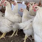 صيصان وبيض مخصب دجاج لوهمان براون الماني مستورد دم صافي