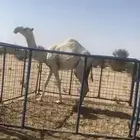 بكره تماميه كفو