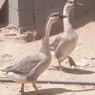 وز عراقي زوجين وانثى
