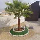 يوجد لدينا نخل زينه وشنطن الموقع شقرالمجمعه ساجر الدودمي