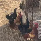 دجاج