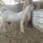 سوق المواشي الاحساء