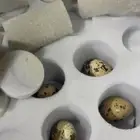 تسليم 2 طلبيات البيض المخصب للسمان العملاق تكساس