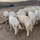 طليان حريه