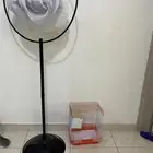 عصافير زيبرا ذكر و انثى