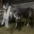 سوق المواشي في الاحساء