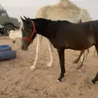 مهر شعبي مع البل