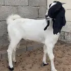 عنز طيبه 7 شهور