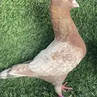 جوز زاجل زينه فراشه