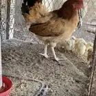 دجاج بلدي حظان مع صيصانها