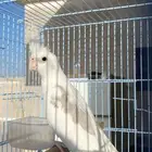 ببغاء كروان البينو هولندي