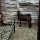 تيسين عوارض بلديه