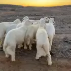 طليان حريه تم البيع