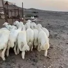 طليان حريه وتيوس عوارض