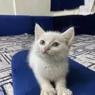 قطط للتباني