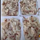 سمك بحري بدمه