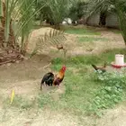 للبيع ديك بلدي احمر