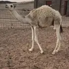 حشو للبيع اعمارها 5شهور
