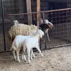 غنم
