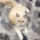قط شيرازي
