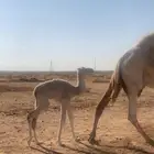 خلفه تحتها بكره كحيلانه كاش او مبايعه