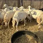 للبيع غنم حريات مراح واحد