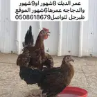 للبيع دجاج