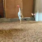 دجاج شامو ياباني بطل