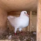 زغاليل فراخة حمام فرنسي